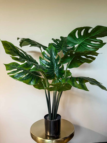 Zijden plant: Monsteria