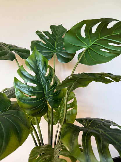 Zijden plant: Monsteria