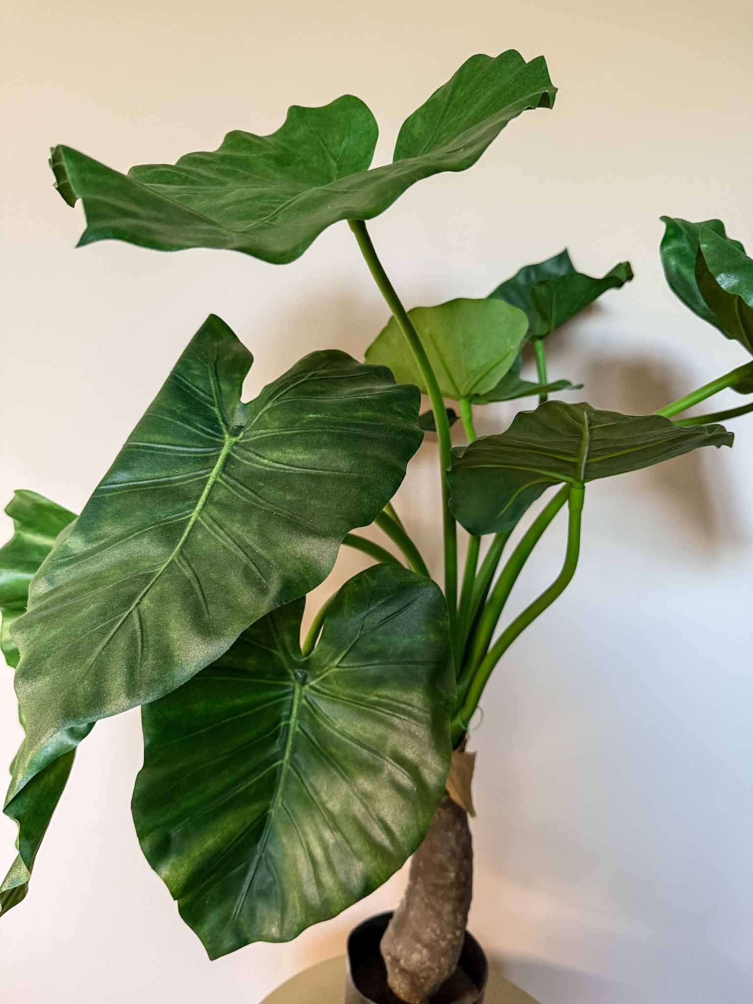 zijden plant Alocasia small