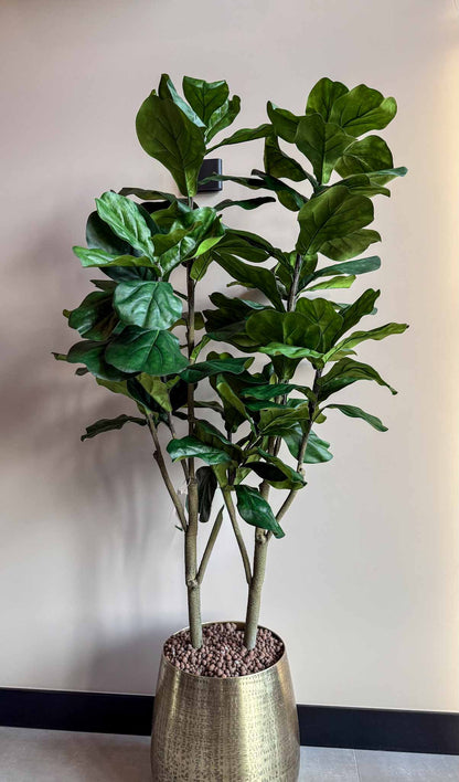 zijden plant Ficus Lyrata van 150 cm hoog.