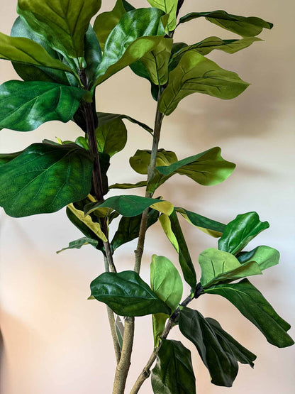 zijden plant Ficus Lyrata van 150 cm hoog.