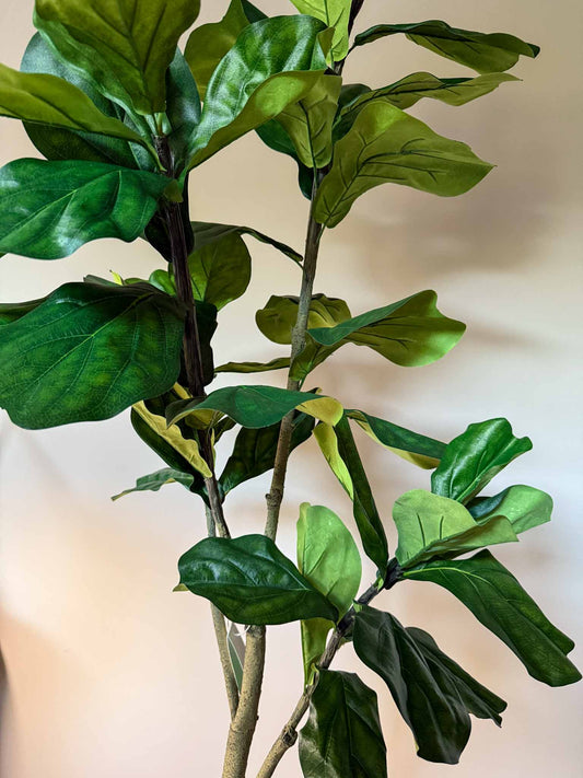 zijden plant Ficus Lyrata van 150 cm hoog.