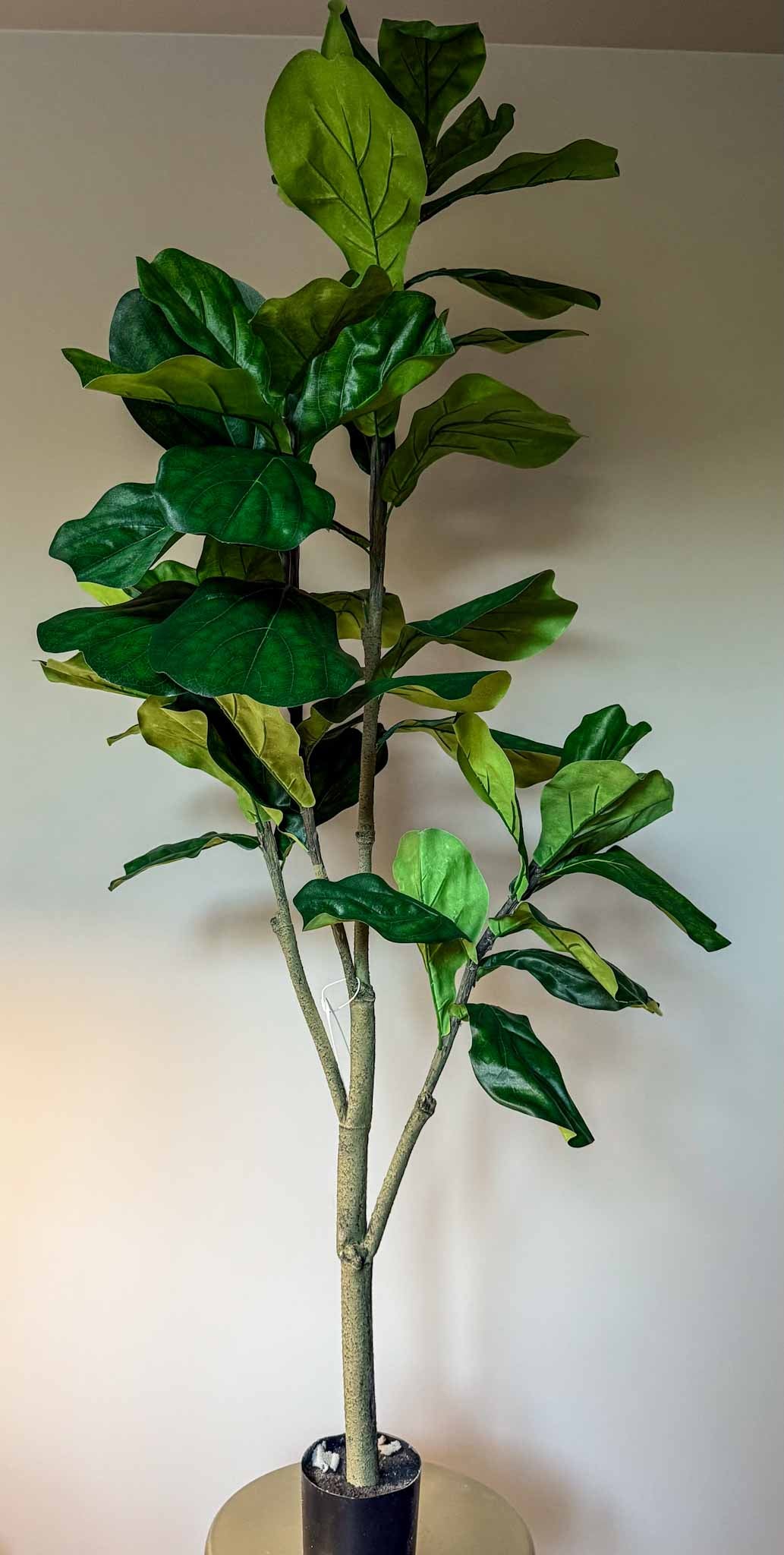 zijden plant Ficus Lyrata van 150 cm hoog.