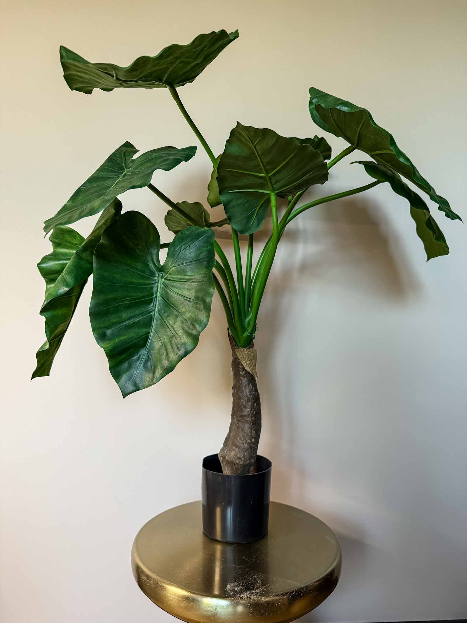 Zijden plant alocasia S
